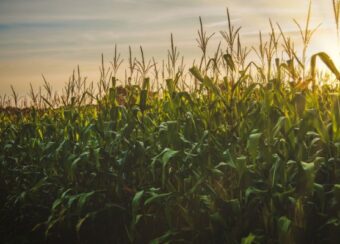 Ancient Grains